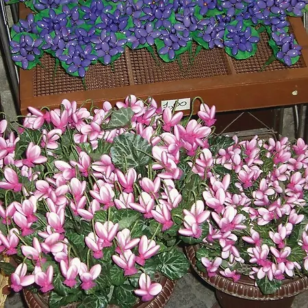Holiday Casale La Rosa - 05 Дом отдыха *
